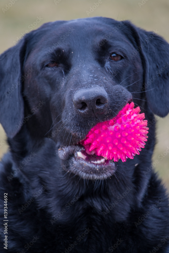 Head of a Labrador dog with a pink ball in mouth Head of a Labrador dog with a pink ball in mouth