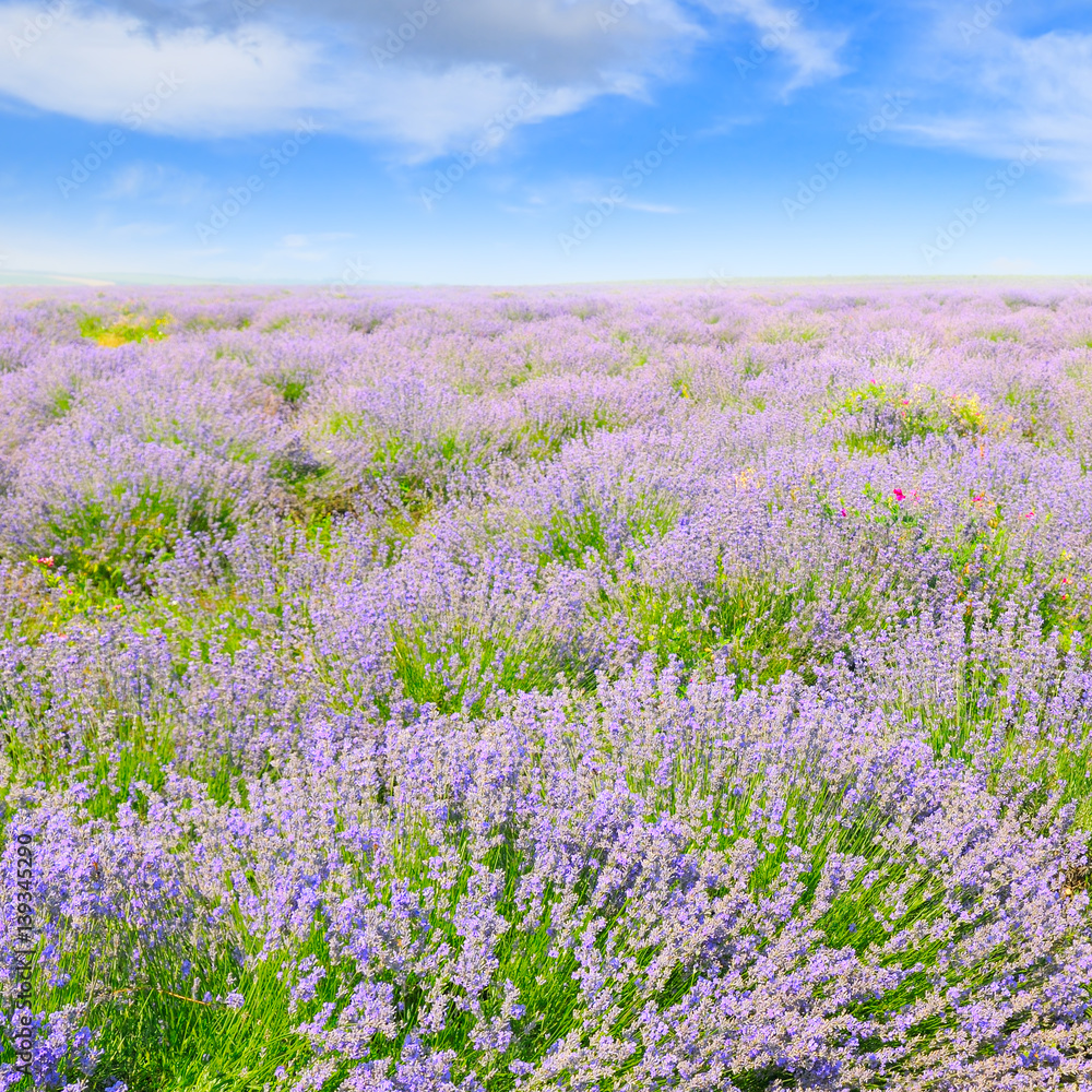 blooming lavender in a field on a background of blue sky blooming lavender in a field on a background of blue sky
