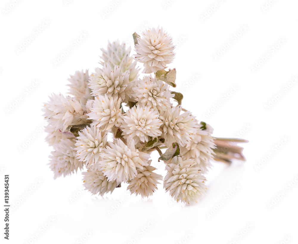 Beautiful dry flower on white background Beautiful dry flower on white background