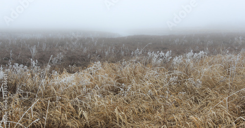 Frosty misty distance.