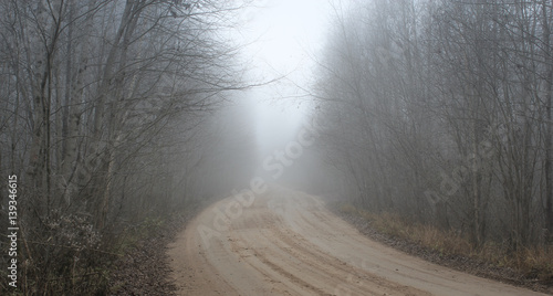 Forest road disappearing into the fog.