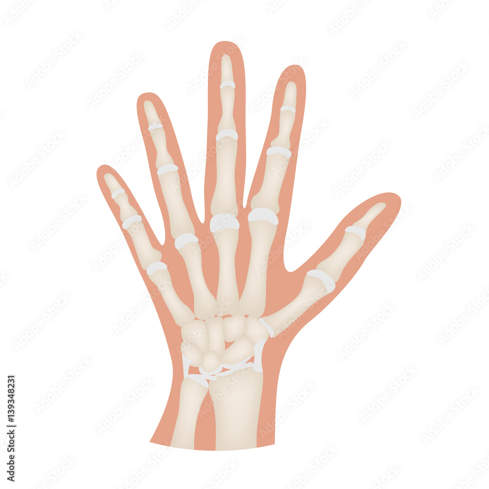 Obraz premium hand bone anatomy vector