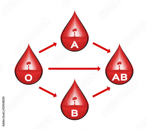 blood group for blood transfusion vector . infographic