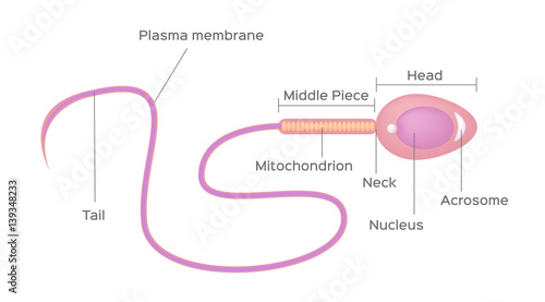 sperm vector