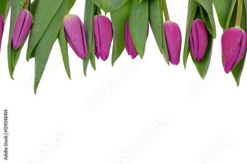 Tulipany photo