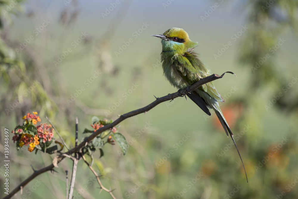 Little green bee eater Little green bee eater