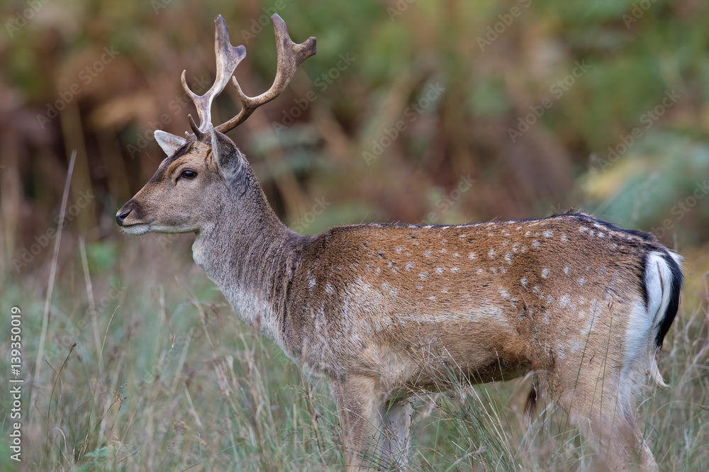 Fallow Deer (Dama dama)/Fallow Deer at the edge of a forest Fallow Deer (Dama dama)/Fallow Deer at the edge of a forest