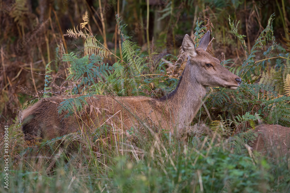 Fototapeta premium Red Deer Hind (Cervus elaphus)/Red Deer Hind in thick bracken