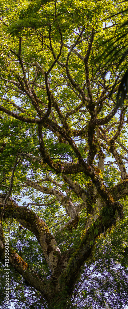 Fototapeta premium Vertical Panoram of Cloud Forest Jungle Tree Branches