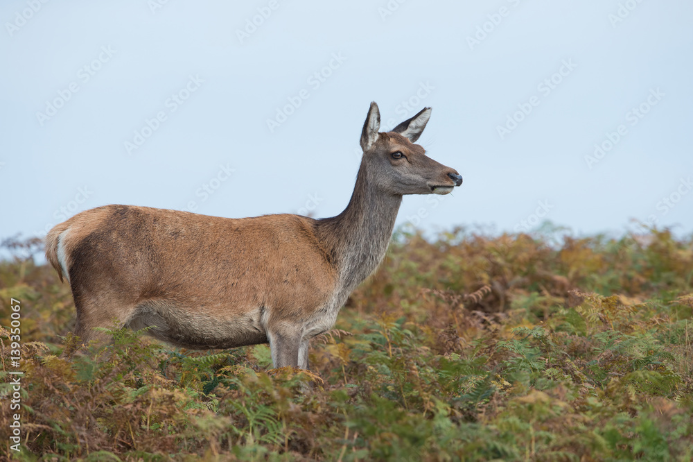 Red Deer Hind (Cervus elaphus)/Red Deer Hind in thick bracken Red Deer Hind (Cervus elaphus)/Red Deer Hind in thick bracken