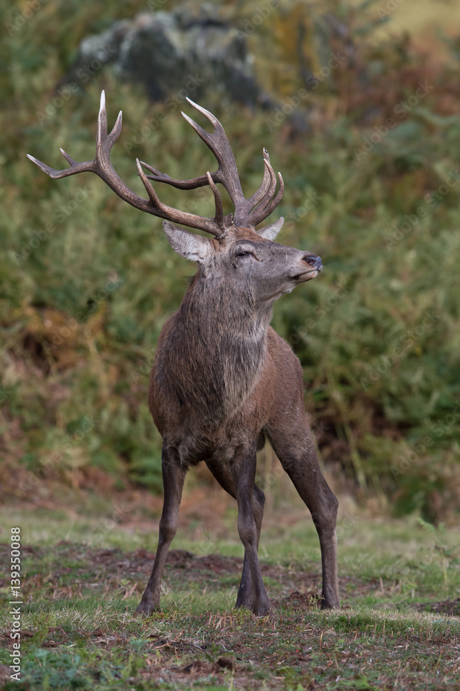 Red Deer Stag(Cervus elaphus)/Red Deer Stag on bracken covered slope
