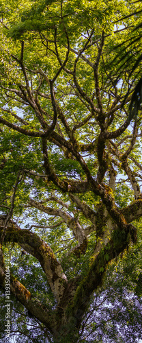 Vertical Panoram of Cloud Forest Jungle Tree Branches