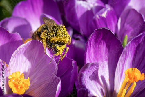 Pollen covered bumblebee