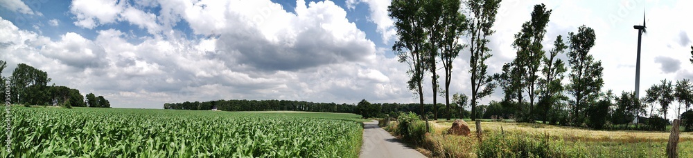 Panorama mit Maisfeld und Feldweg