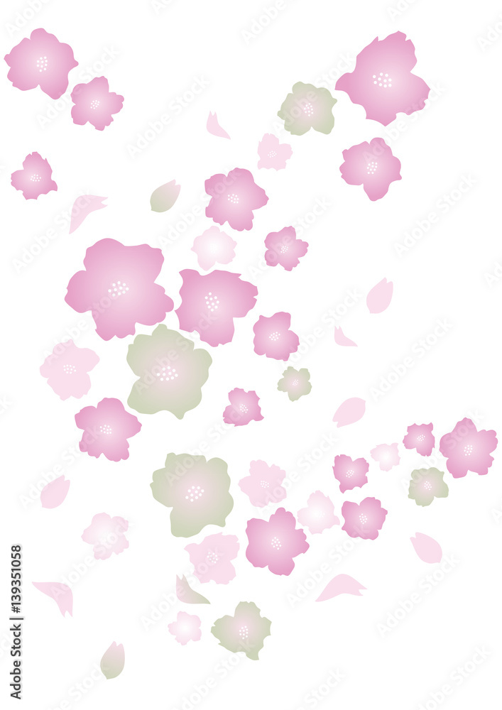 cherry blossoms