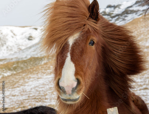 Portrait of a traditional Icelandic horse with a straw in its mouth - breathtaking Iceland in winter - amazing landscapes, storms and blizzards - photographers paradise © photoenthusiast