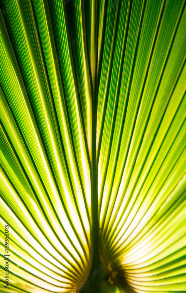 Fototapeta premium Tropic palm leaf in macro picture with abstract lines useful for background