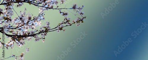 Spring background with peach flowers