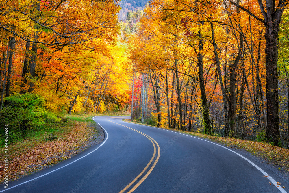 Fototapeta premium Winding road, autumn foliage, Great Smoky Mountains