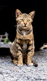 Cute Brown tabby cat on dark background
