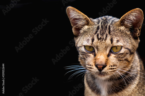 Cute Brown tabby cat on dark background