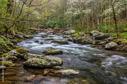 Blooming dogwoods along clean mountain stream, Great Smoky Mountains