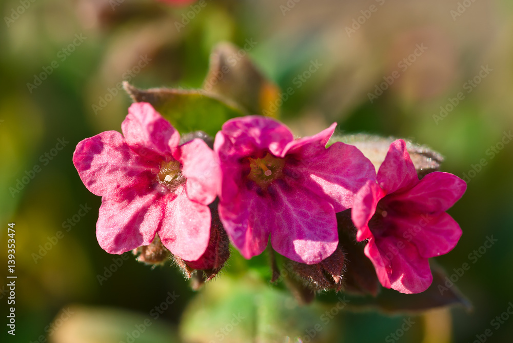 Lungwort grass Lungwort grass