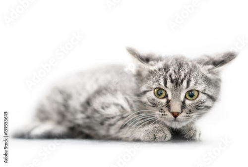 Fototapeta Naklejka Na Ścianę i Meble -  close-up of Little kitten