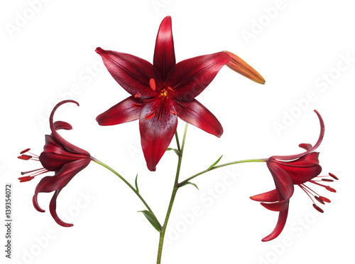 Beautiful flowers Asiatic hybrid lily Cola isolated on white background. Easter