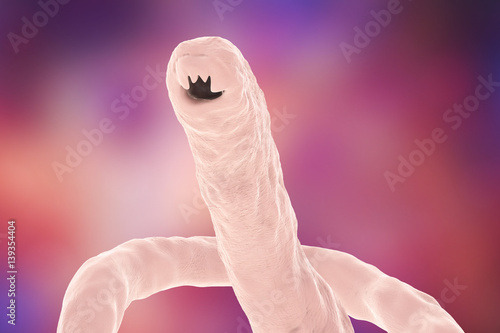 Head of a parasitic hookworm Ancylosoma, 3D illustration. Ancylostoma duodenale can infect humans, dogs and cats, its head has several tooth-like structures photo