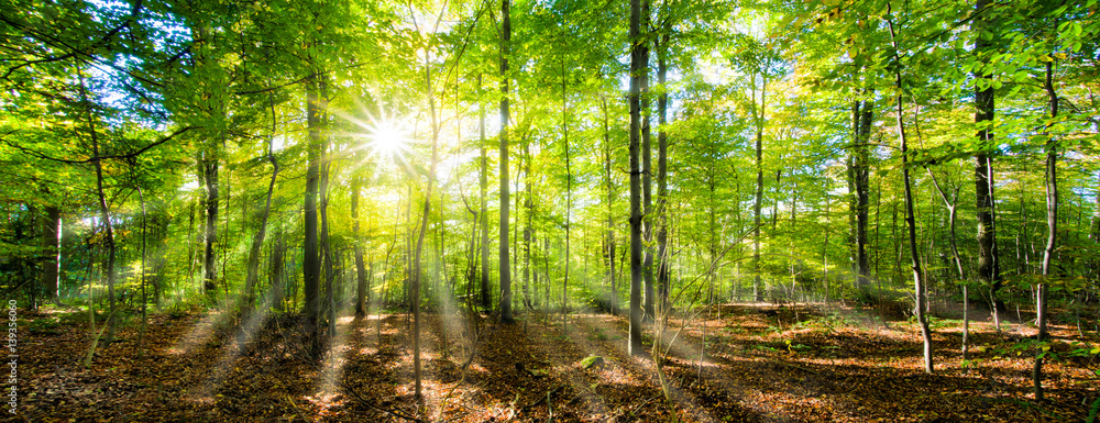 Fototapeta premium Zielona las panorama w słońcu