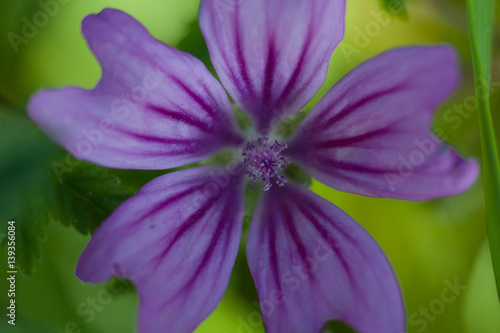 violett gemusterte Blüte