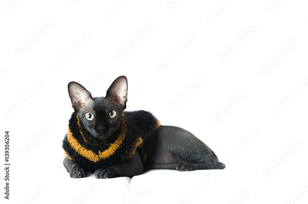 Obraz premium black Sphinx cat