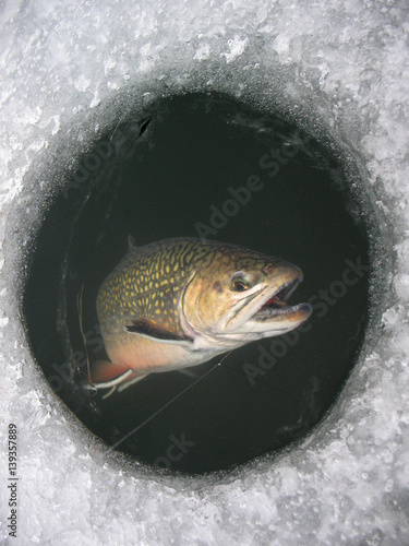 Winter fishing on lake. Catching Brook trout (Salvelinus fontinalis) in the clean and beautiful place! Brook being pulled through the hole while ice fishing.