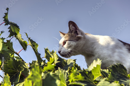 Photography Stray cat lurking in the vineyard
