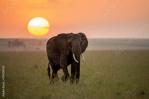 Elephant at sunrise on the Maasai Mara