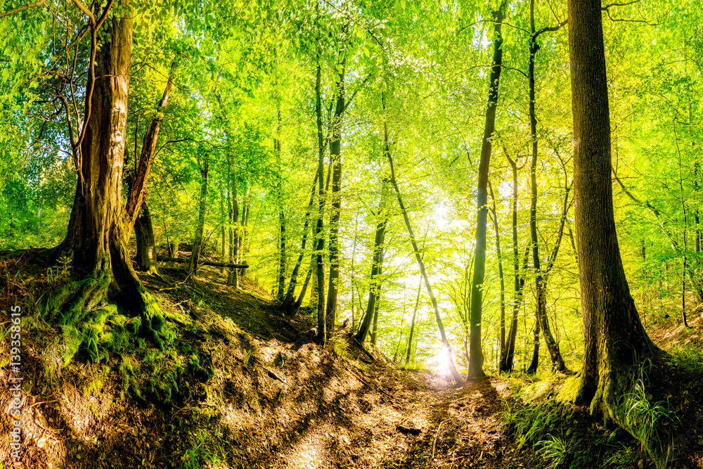 Zauberhafter Wald im Sommer am Ufer eines Sees