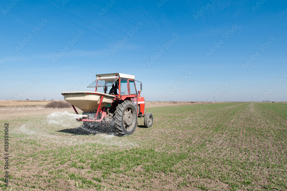 Fototapeta premium Farmer in tractor fertilizing wheat field at spring with npk
