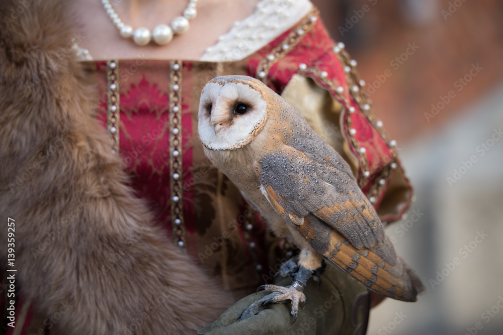 Fototapeta premium Falconry display at the medieval festival