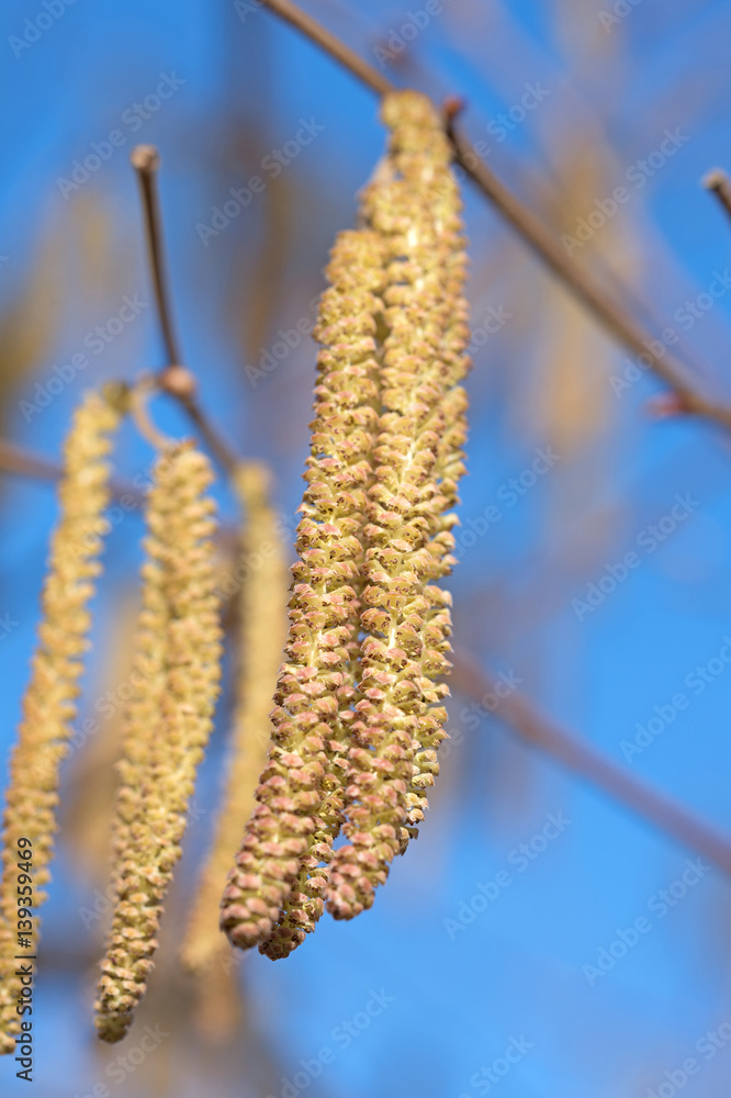 Haselnussblüten, Gemeine Hasel, Corylus avellana Haselnussblüten, Gemeine Hasel, Corylus avellana