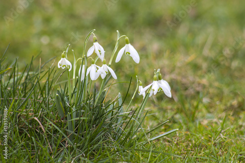 snowdrops - one of the first spring flowers © Mira Drozdowski
