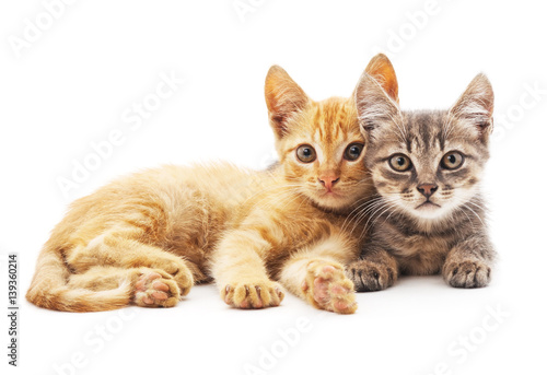 Gray and red cat. © voren1