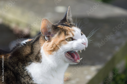 Angry cat baring teeth