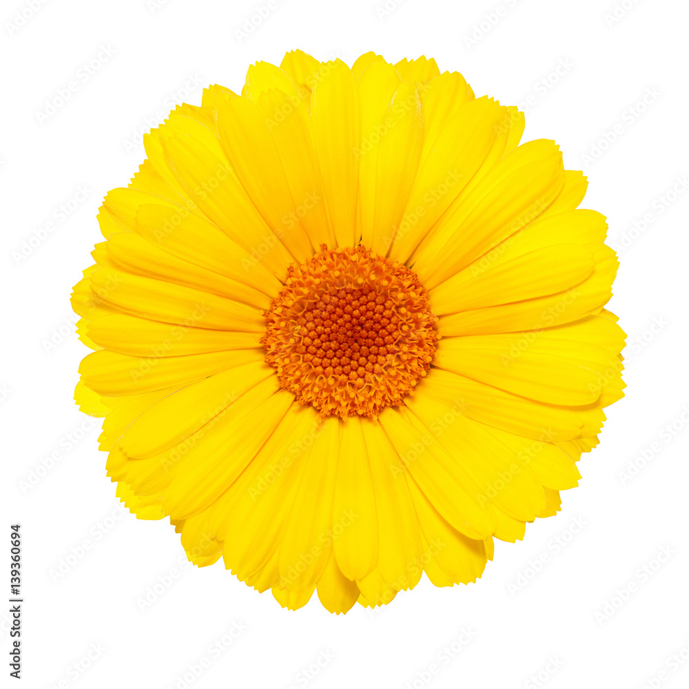 Fototapeta premium yellow flower isolated on white background