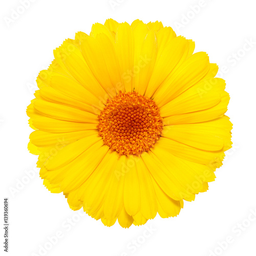 yellow flower isolated on white background