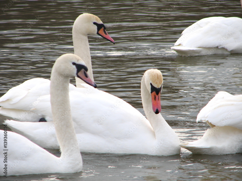 Obraz premium white swans floating the water