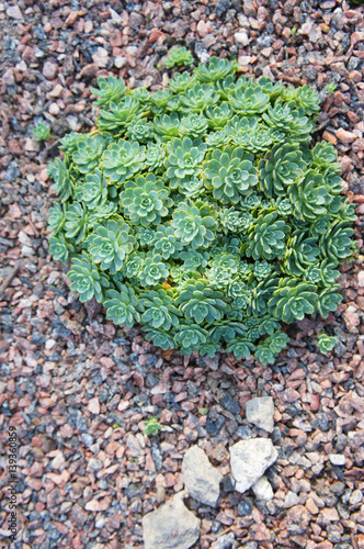 Bush of echeveria elegans or pachyclados sedum green succulent plant on gravel