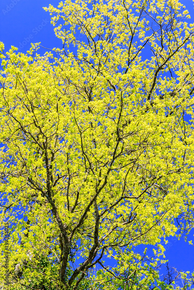 Beautiful tree with fresh leaves at spring on blue sky background. Vertical view Beautiful tree with fresh leaves at spring on blue sky background. Vertical view