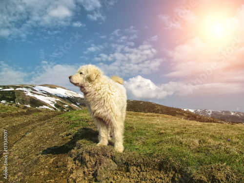 Komondor (Hungarian Komondor, Hungarian Sheepdog) at Carpathian mountains