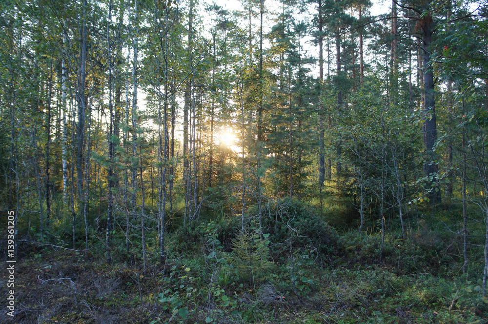 Obraz premium Landscape sunrise in forest 